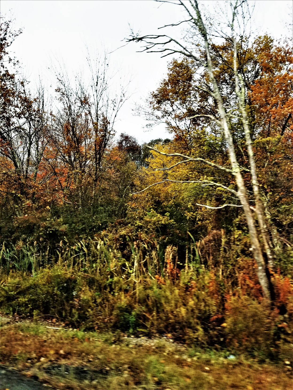 Fall Foliage
